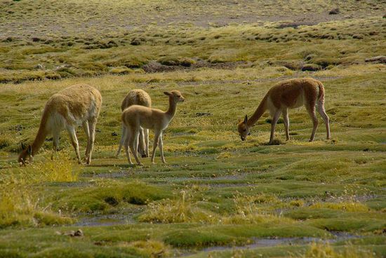Vicuñas. Der Preis der Wolle ist ca. 500 Euro pro halbem Kilo.