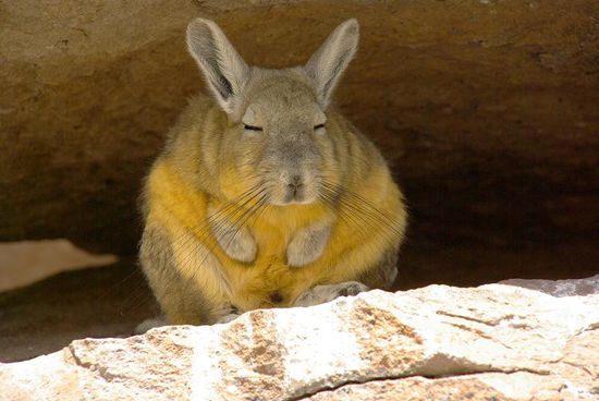 Ein fauler Viscacha