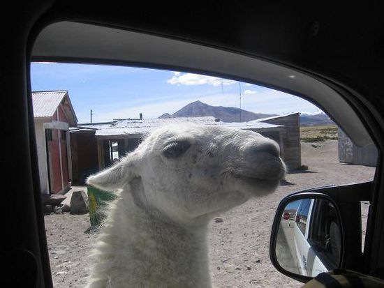 Ein gar nicht scheues Lama, das bei einem Zwischenstopp betteln kam.