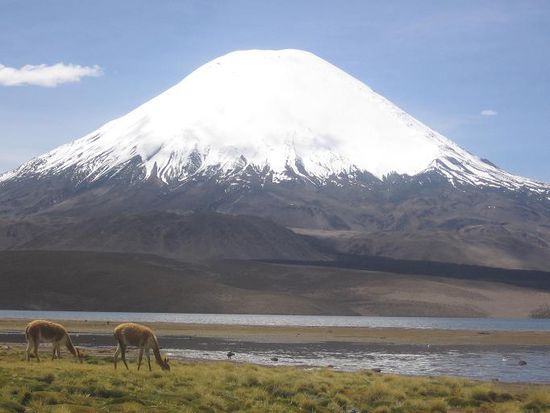 Noch einmal Parinacota mit Vicuñas im Vordergrund