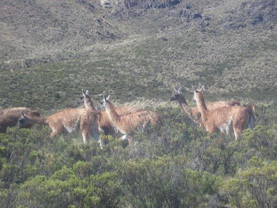 Diesmal Guanacos, auf dem Weg zu den Thermalquellen