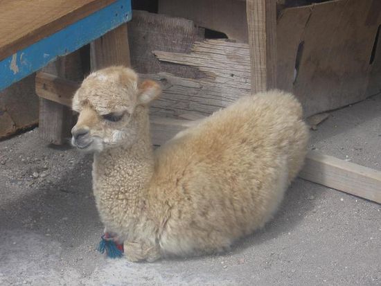 Ein Babyalpaca, das von einer Bewohnerin von Parinacota mit der Flasche grossgezogen wird
