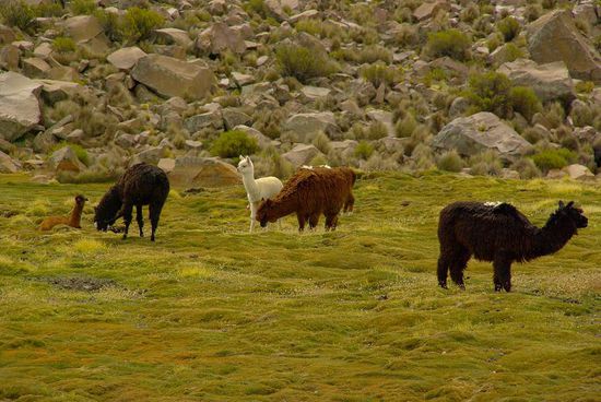 Alpacas, uebrigens sehr gutes Fleisch!