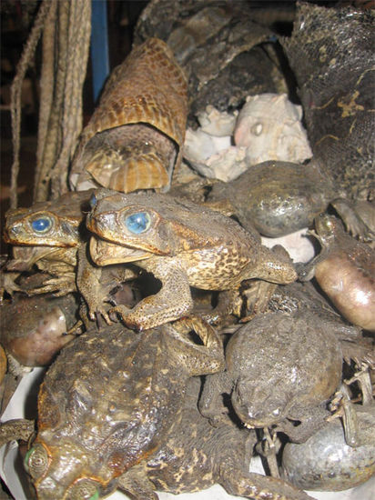 Auch getrocknete Froesche gibts