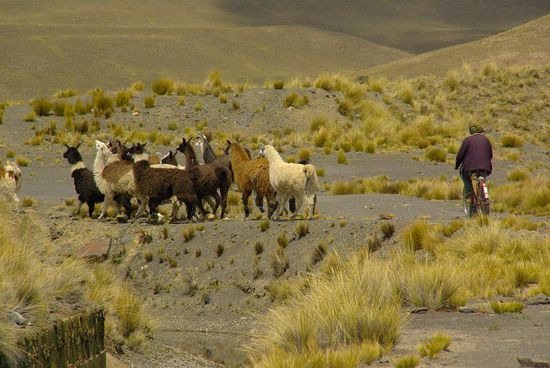 Auf dem Weg kam uns eine Lamaherde entgegen, mit Hirten auf dem Fahrrad
