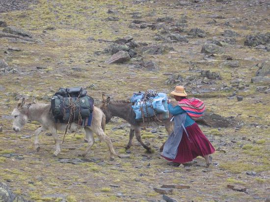 Die Mulis nehmen uns die Arbeit ab