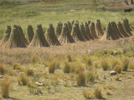 Es ist gerade Erntezeit und ueberall sieht man Getreide und andere Sachen zum Trocknen herumstehen
