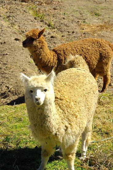 Diese zwei Alpacas trafen wir kurz vor der Bootsfahrt