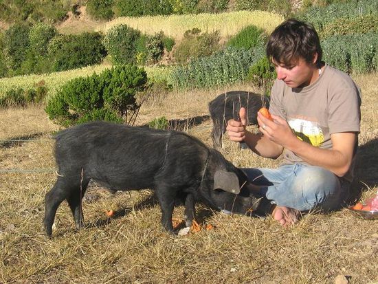 Die Schweine haben genuesslich die  Ueberreste unseres Essens gefressen