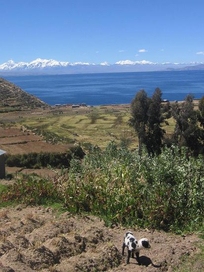 Ein kleines fleckiges Schaf sah uns beim Essen zu
