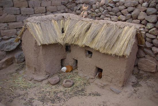 Sogar die Meerschweinchen werden vor Blitzschlag geschuetzt