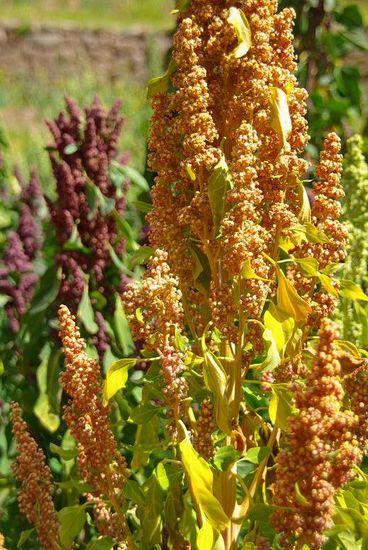 Quinua, bekommt man im Andenhochland in allen moeglichen Formen aufs Teller. Zum Beispiel Quinuasuppe, -brei , -salat usw.