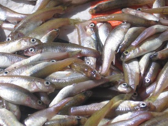 Ispi, so wie man sie hier sieht werden sie in die Pfanne geworfen und frittiert.