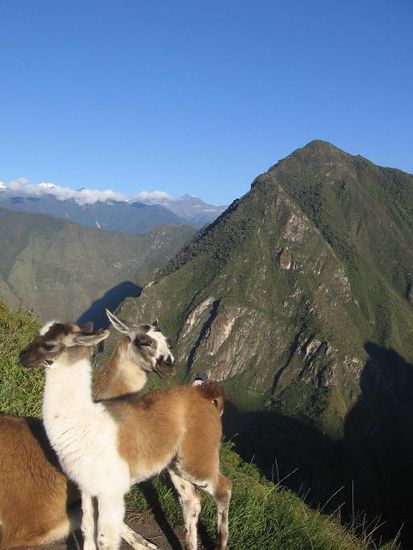 Auch die Lamas geniessen die ersten Sonnenstrahlen