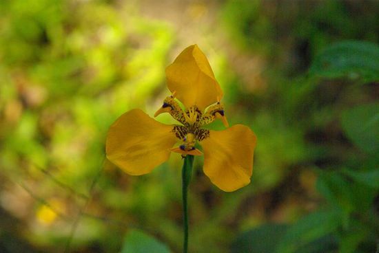 In der Urwaldregion um Machu Picchu gibt es uber 200 verschiedene Orchideen und es werden immer wieder neue entdeckt. Viele davon kann man auch beim Aufstieg nach Machu Picchu und auf den Huayna Picchu bewundern.