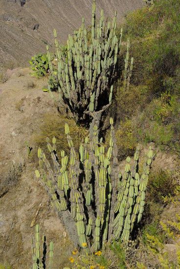 Es gab sehr viele grosse Kakteen