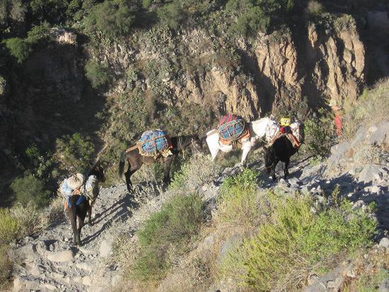 Das einzige Transportmittel im Tal sind die Tiere.
