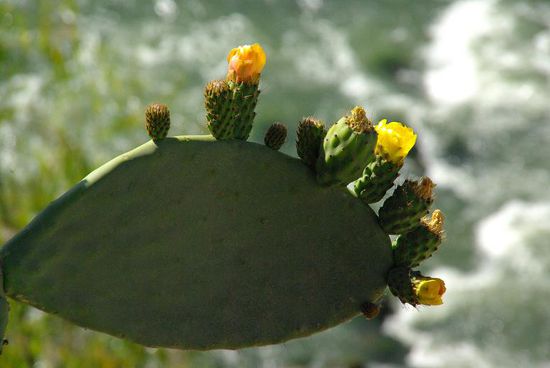 Und manche haben sogar geblueht!