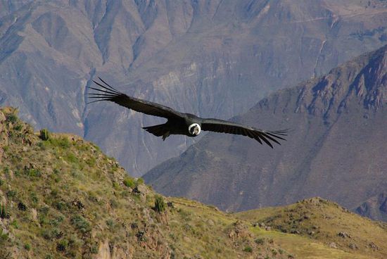 Und das ist einer der Kondore, Fluegelspannweite ca. 3 Meter!