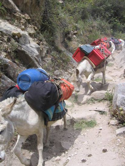 So sehen die Tragtiere der gefuehrten Gruppen aus. Manchmal haetten wir uns auch so einen Esel gewuenscht...