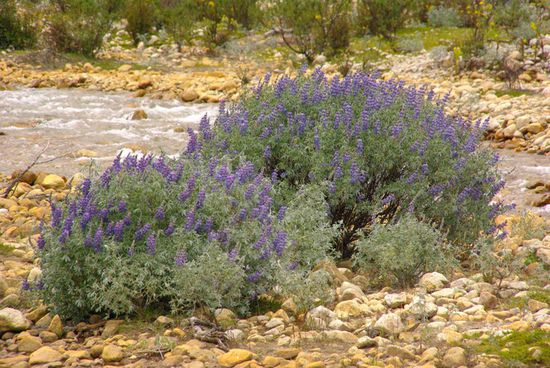 ... und war voller violetter Straeucher