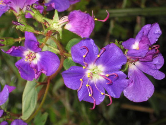 ... mit schönen Blumen