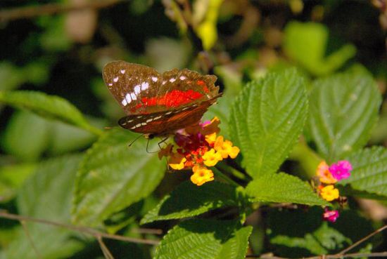 Aber anscheinend ist dort ein Paradies für Schmetterlinge. Wir haben jedenfalls Unmengen gesehen.