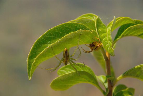 Man musste ziemlich aufpassen, nicht in die Spinnen reinzulaufen.