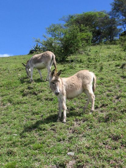 Hier lässt es sich gut Esel sein...