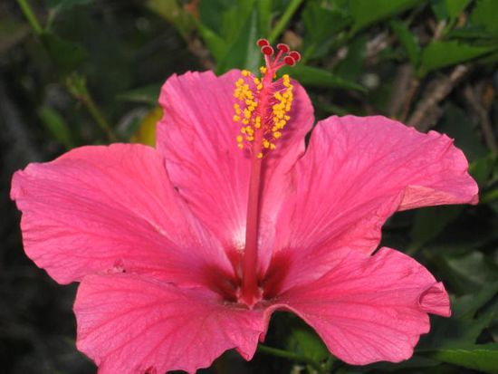 Der Garten in unserem Hostal war voller wunderschöner Blumen
