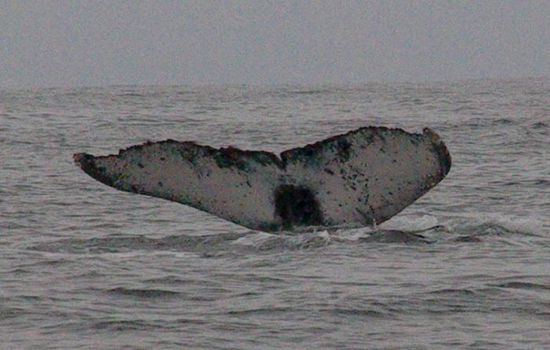 Die Unterseite der Schwanzflosse hat eine ganz spezifische Zeichnung, so ähnlich wie Fingerabdrücke bei uns.