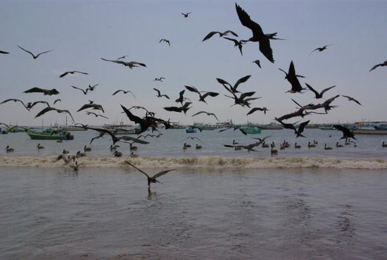 ... und wenn sie zurückkommen versuchen die Vögel auch ihren Anteil am Fang zu ergattern.
