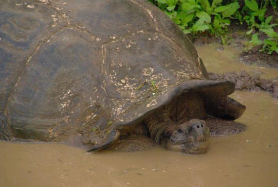 Einige lagen einfach faul in den Schlammpfützen herum