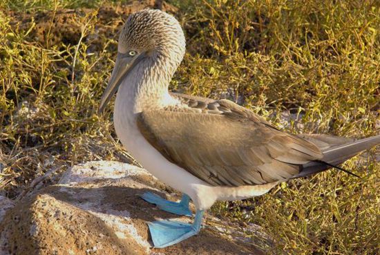 Ein Blue-footed Boobie Männchen