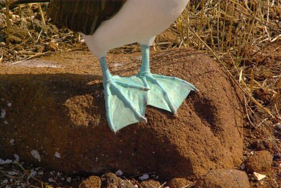 Auf diese Füße sind sie besonders stolz. Wer die Weibchen beim Paarungstanz mit dem schöneren Blau beeindrucken kann, gewinnt.