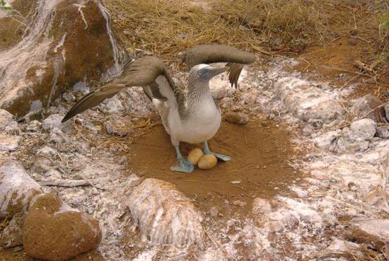 Ein Nest der Boobies. Der weisse Ring rundherum entsteht dadurch, dass sie sich immer mit dem Rücken zur Sonne drehen, und zum Kacken nicht aufstehen...