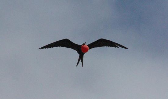 Ein Fregattvogel fliegt mit aufgeplustertem  Hals. Um den so aufzupumpen brauchen sie Stunden.