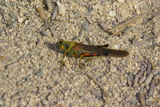 Heuschrecken gibts en masse.
