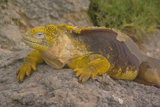 Ein dicker, fetter Landiguana. Kaum zu glauben, dass die nur Pflanzen fressen.