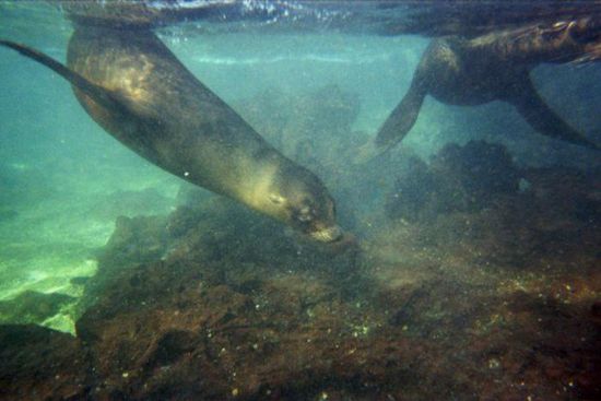 Beim Schnorcheln konnten wir sogar im Wasser mit den Seelöwen schwimmen. An Land ziemlich träge, aber unter Wasser sind sie richtige Akrobaten und total verspielt.