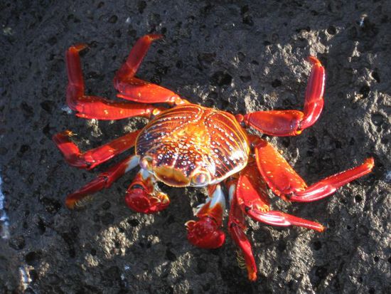 Von diesen Krebsen gab es sehr viele
