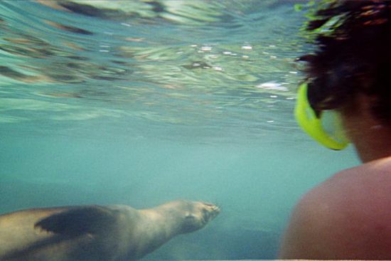 Und wieder kamen uns Seelöwen ziemlich nahe