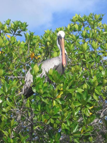 Ein Pelikan schaut von seinem Platz in den Mangrovenwäldern auf uns herab.