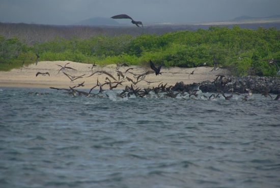 Die Vögel stürzen sich hier anscheinend auf einen grossen Fischschwarm. Minutenlang dauerte dieses Schauspiel.