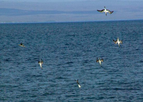 So fischen Boobies, kopfüber stürzen sie sich senkrecht ins Wasser.