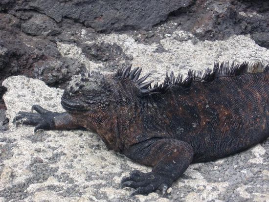 Ein hier Meeresiguana