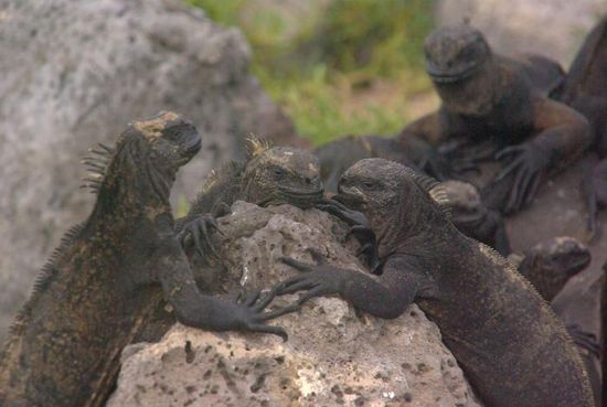 Und hier ein ganzes Rudel davon. Sie haben immer ein bitterböses Grinsen aufgesetzt und erinnern ein bisschen an den Joker bei Batman.