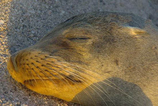 Schlafen und fressen, sonst haben sie nicht viel zu tun, die Seelöwen.