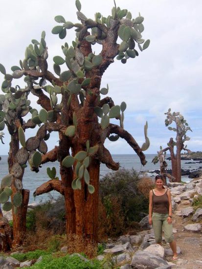 Die Kakteen auf Santa Fé waren sehr gross - und uralt, bis zu 1000 Jahren.