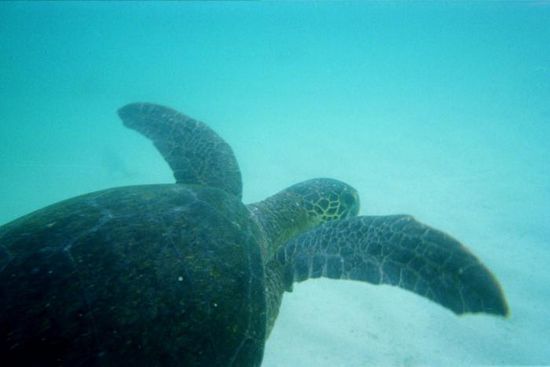 Das Highlight beim Schnorcheln an diesem Tag: Wir konnten ein paar Minuten neben einer Meeresschildkröte schwimmen.